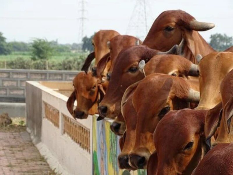 भारत में गाय