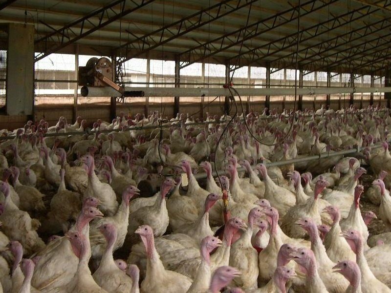 birl flu chicken will be killed