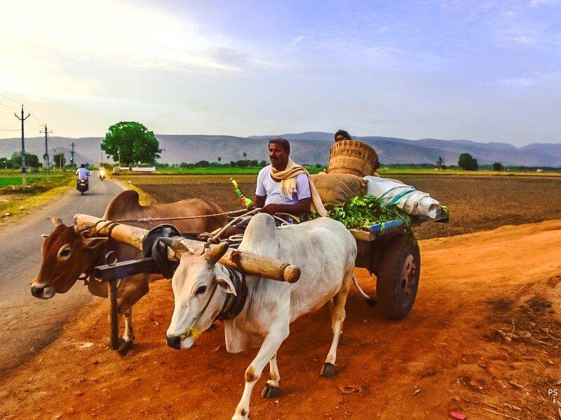 bullock cart gram panchayat village duties