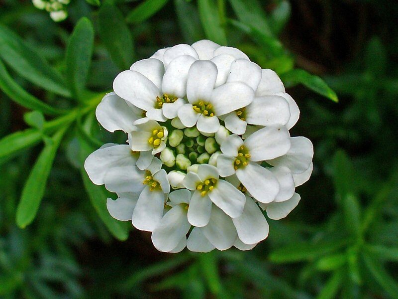 candytuft todari ke fayde in hindi