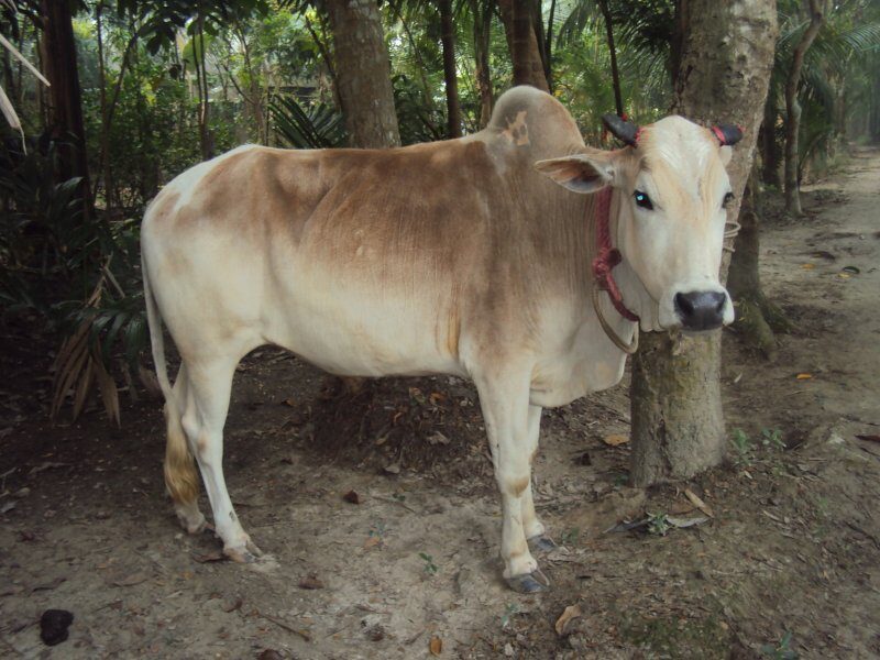 cow science Kamdhenu Gau-Vigyan Prachar-Prasar Pareeksha