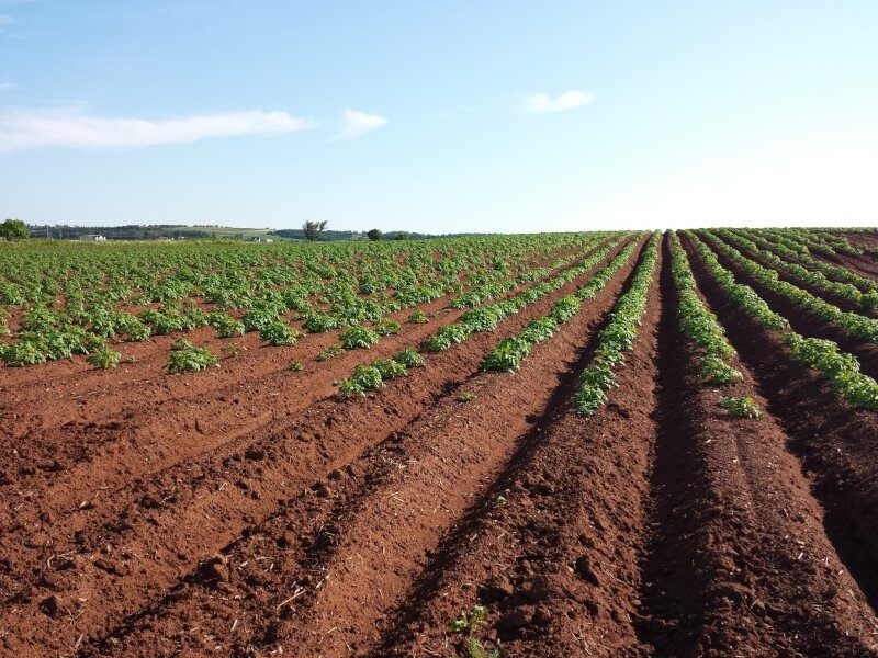 crops sowing