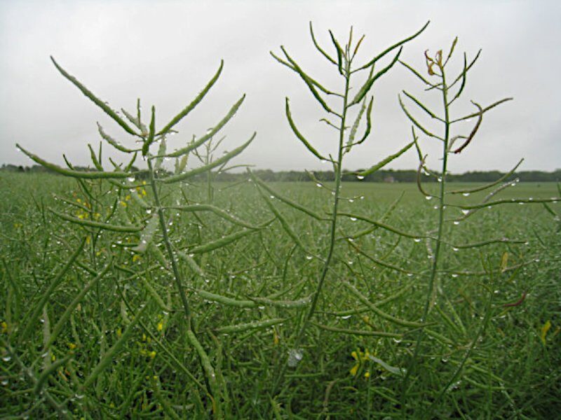 dew morning freeze pala on crops