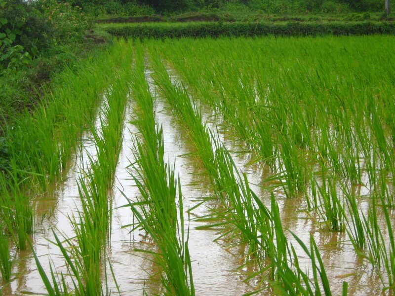 dhan ki kheti indian farmer