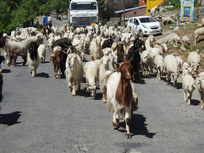 govt subsidy on goat farming in india