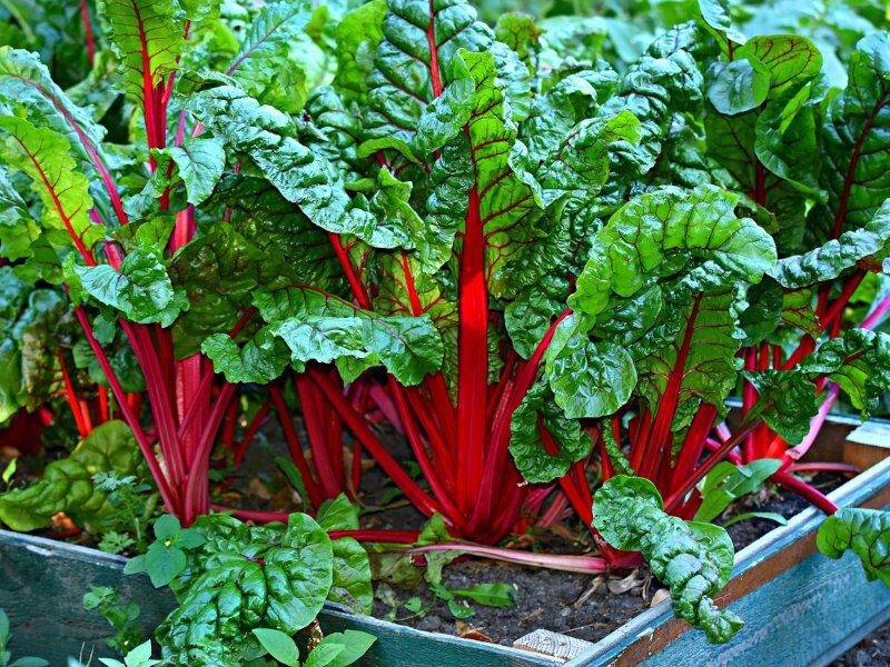 home kitchen garden