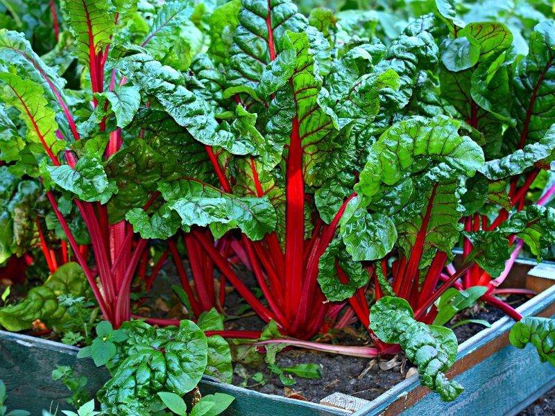 home kitchen garden