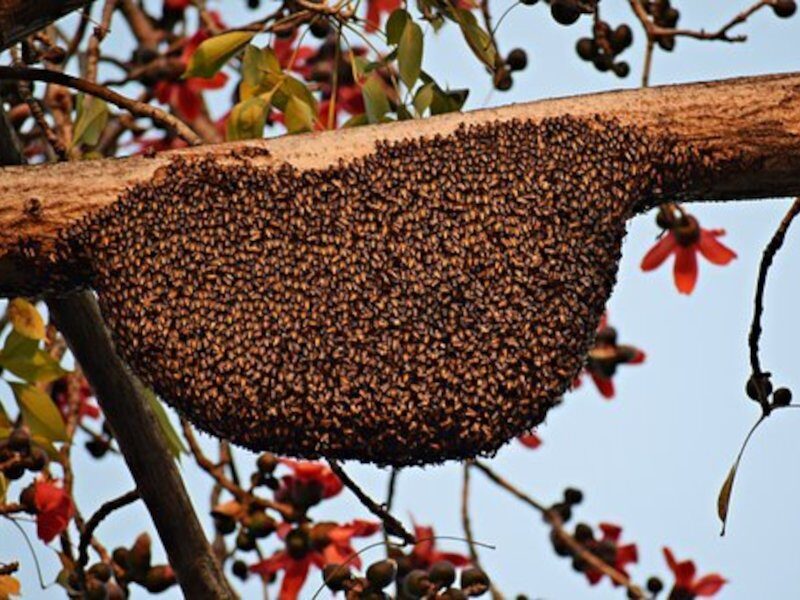 honey farming