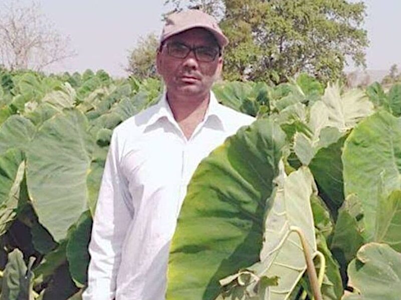 khandwa farmer earning money from arbi taro root crops