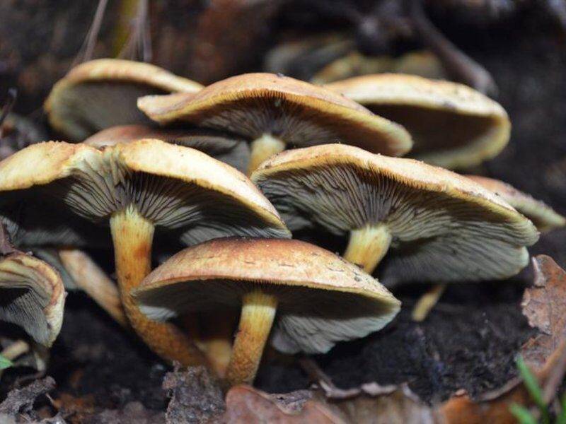 mushroom farming