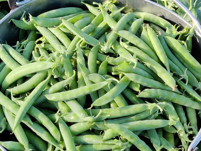 mutter peas export to other countries