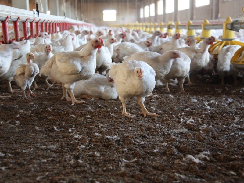 paultry farm bird flu