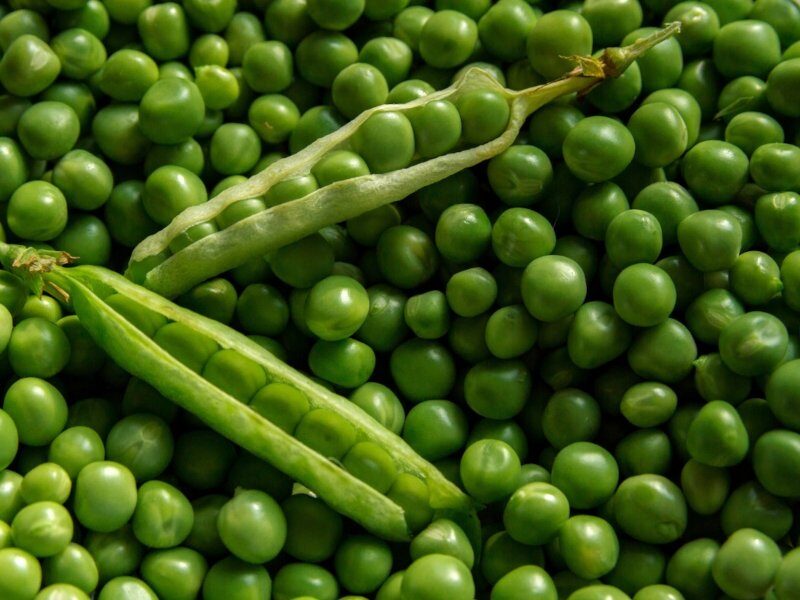 pea farming