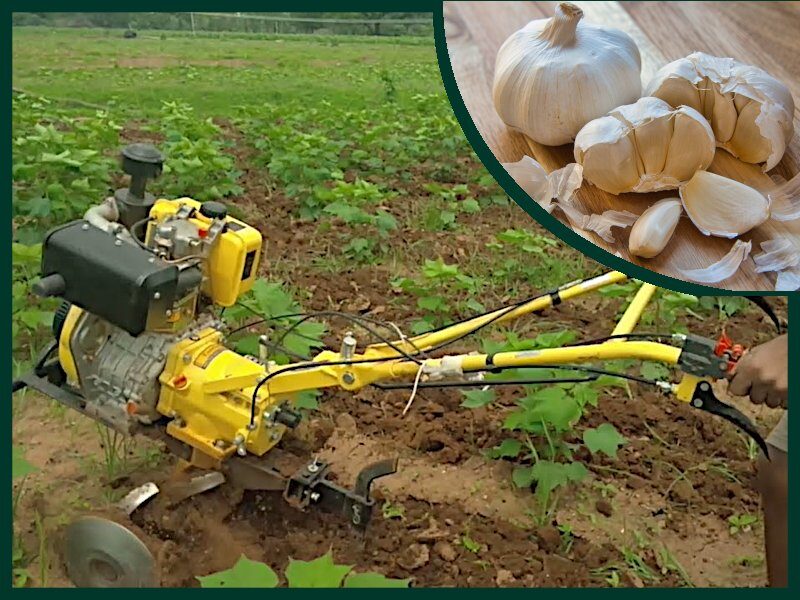 portable small agriculture machine for garlic farming