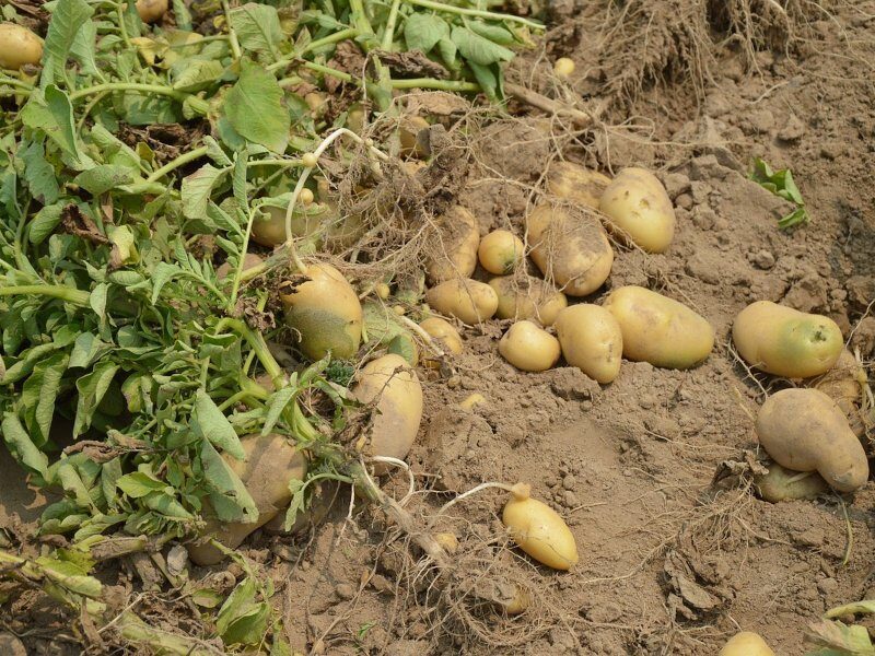 potato farming