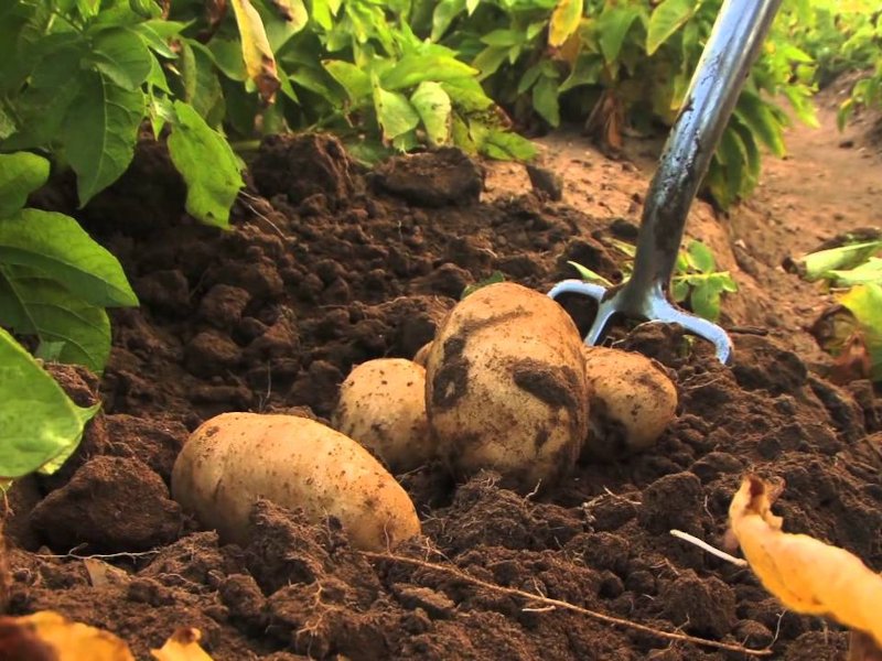 आलू की खेती (Farming of Potato)