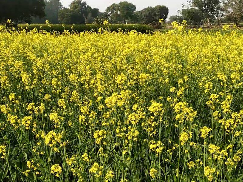 सरसों की नई किस्म से बढ़ेगी किसानों की कमाई, सेहत के लिए भी फायदेमंद