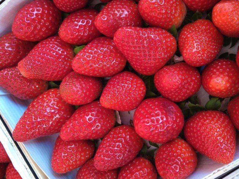 strawberry crops in up