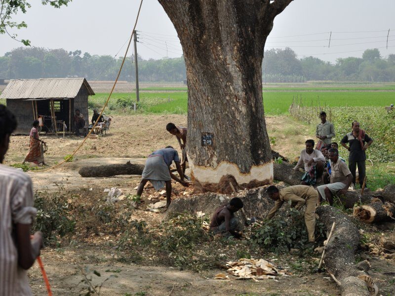 tree cutting