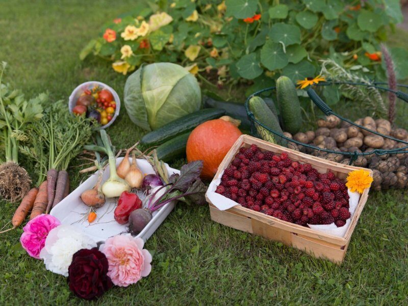 vegetable farming Kitchen Garden