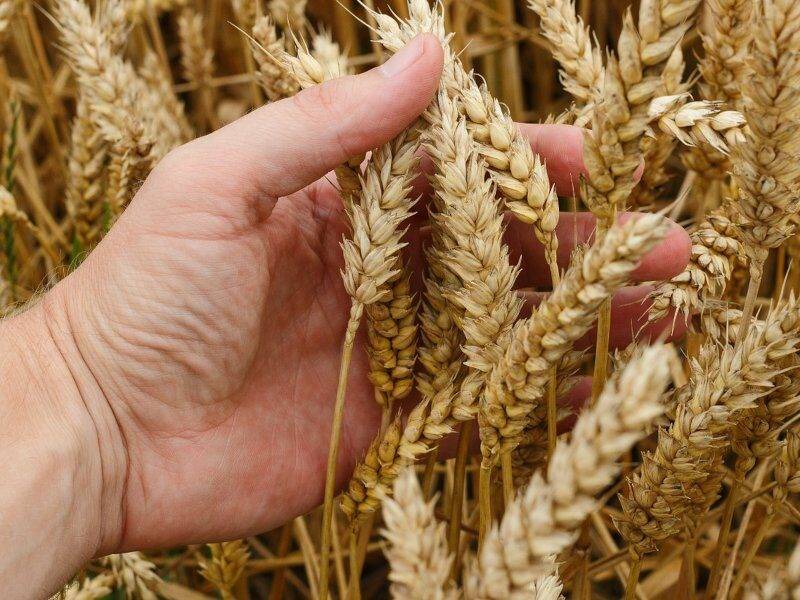 wheat crops