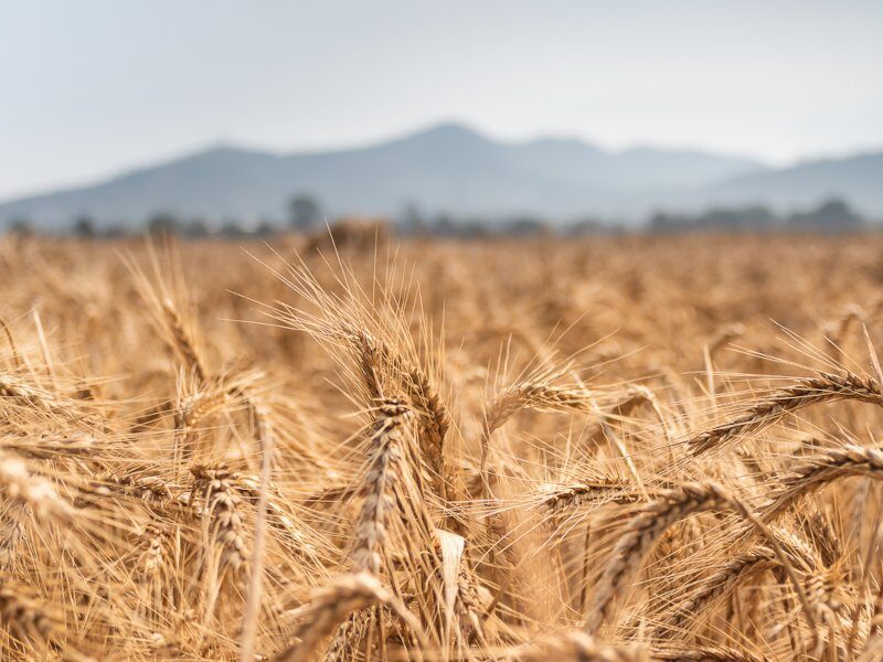 wheat crops