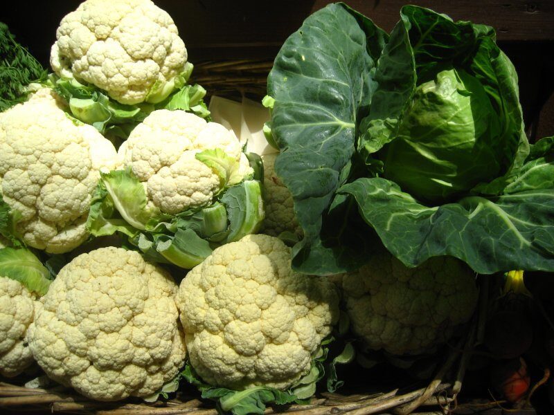 cauliflower crops