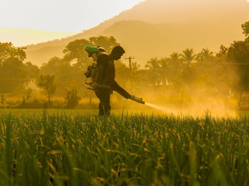 farmer spraying pesticide in fields