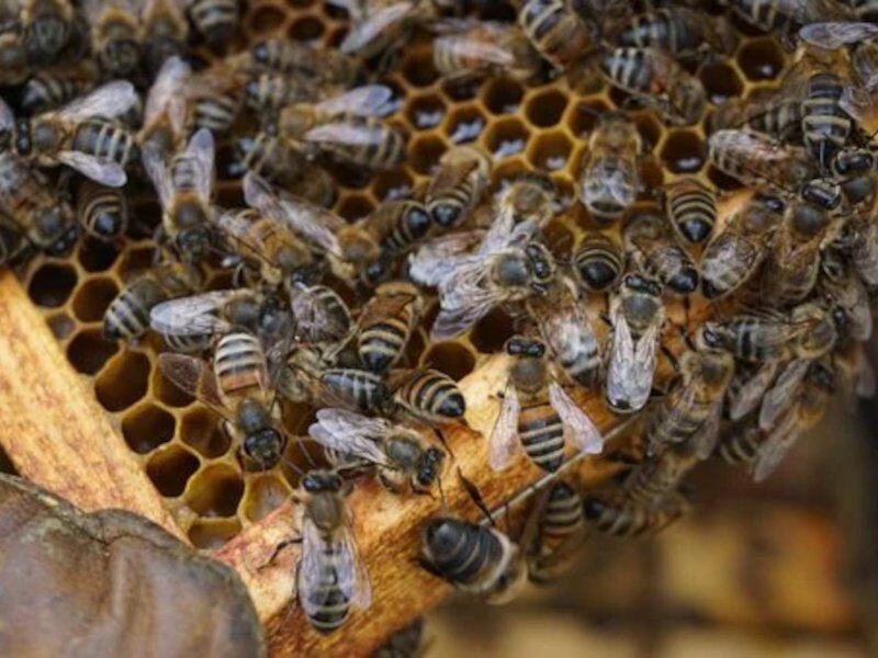 मधुमक्खी पालन (Bee Farming)
