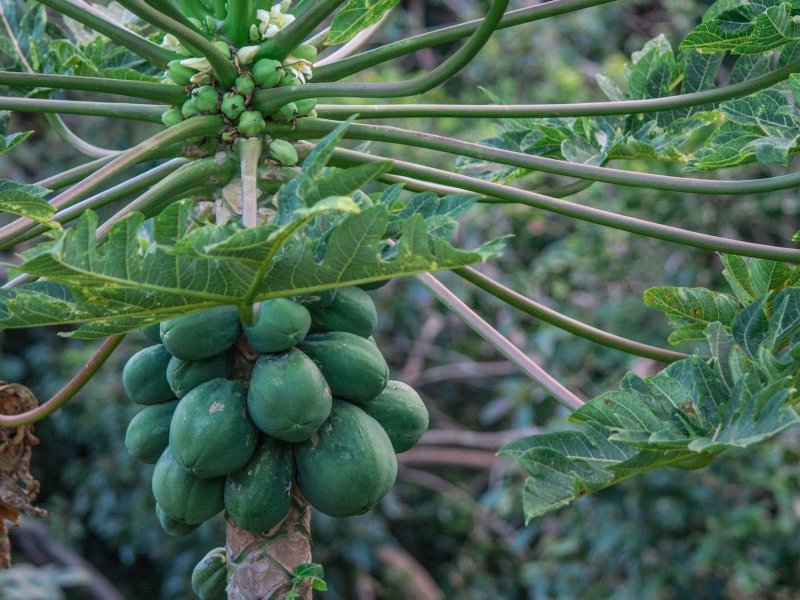 पपीते की पौध papaya tree stories