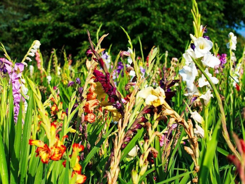 फूलों की खेती (flower cultivation)