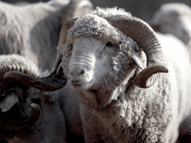 भेड़ पालन के लिए कैसे और कितनी मिलती है सरकारी मदद?