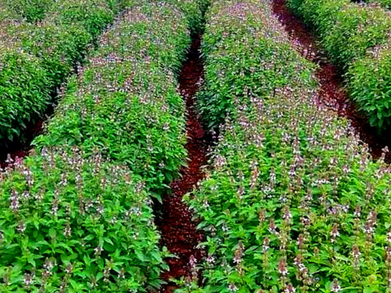 तुलसी की खेती (Basil Farming): कई गुणों की खान है तुलसी, इसके करोबार से कर सकते हैं अच्छी कमाई भी