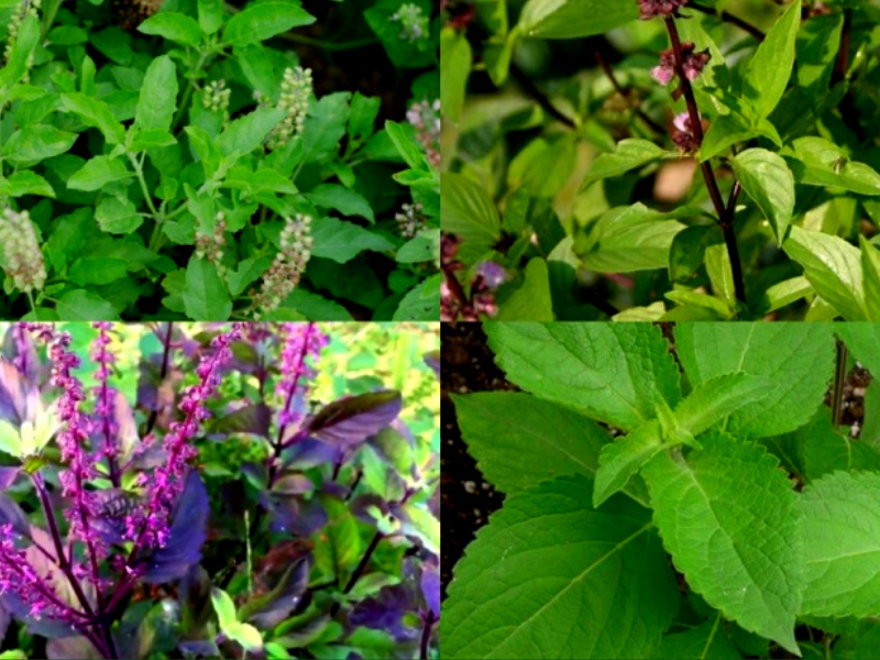 तुलसी की खेती (Basil Farming): कई गुणों की खान है तुलसी, इसके करोबार से कर सकते हैं अच्छी कमाई भी