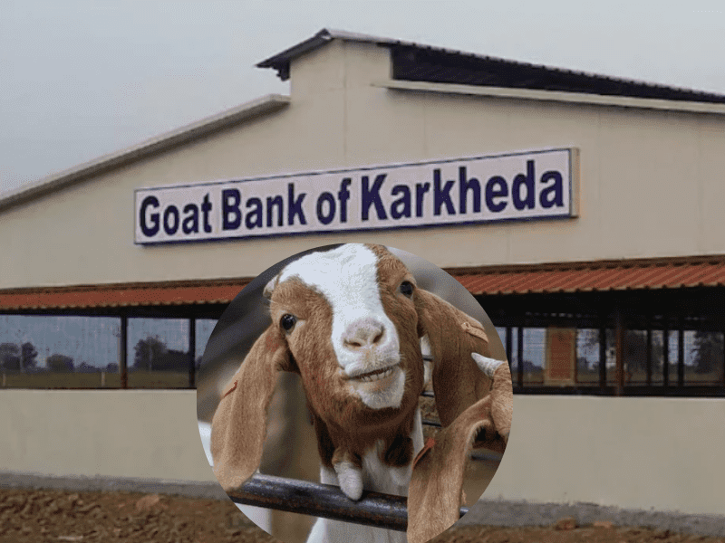 Goat Bank Of Karkheda: एक ऐसा बैंक जहां बकरियों की होती है लेनदेन