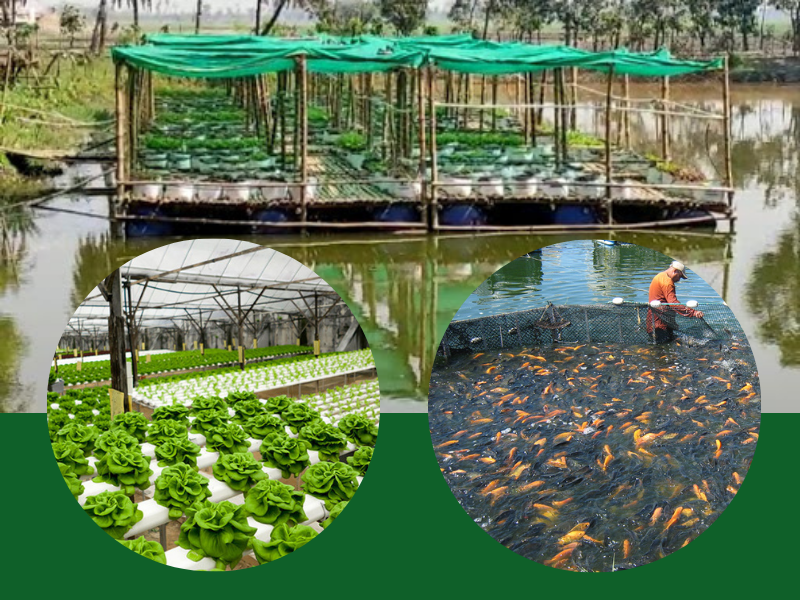 हाइड्रोपोनिक खेती: तालाब में मछलियों और सब्ज़ियों की एक साथ खेती
