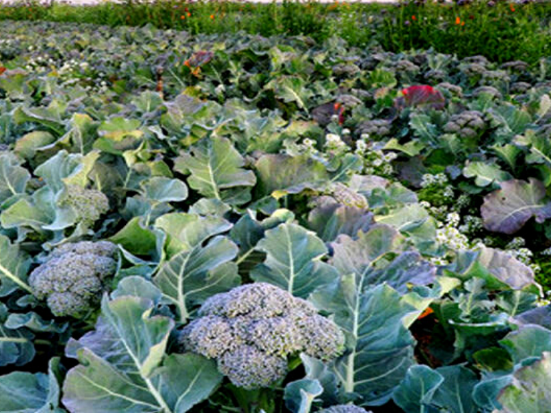 Kaise Karein Broccoli Ki Kheti? - Kisan of India