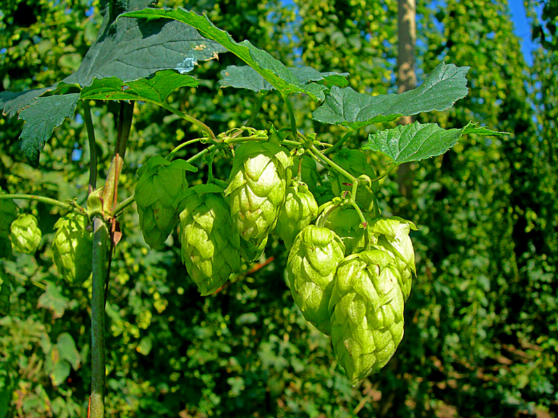 Hop Shoots Ki kheti - Kisan Of India