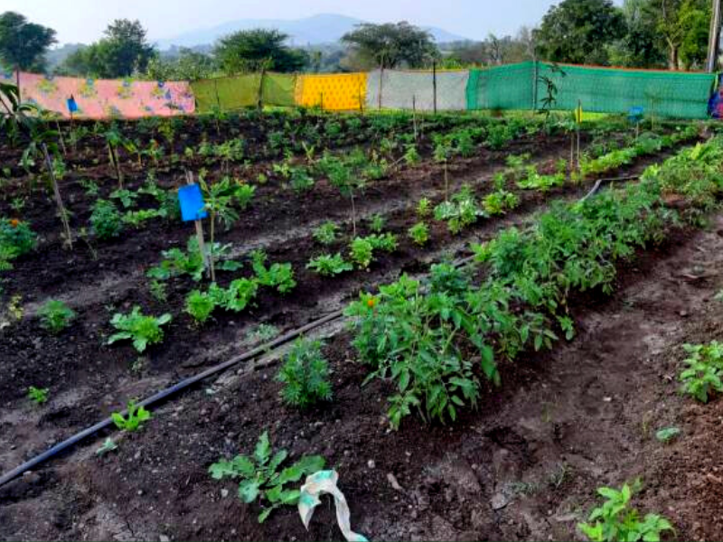 मल्टीलेयर फ़ार्मिंग (Multilayer Farming)