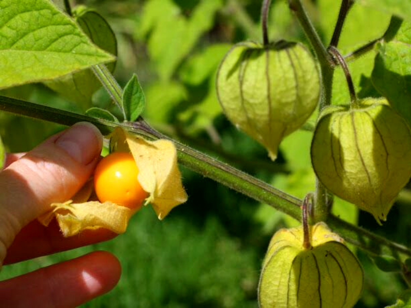 How to do Rasbhari Farming - Kisan of India