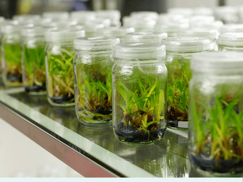 Tissue Culture: खेती की टिशू कल्चर क्या है? छोटे और मझोले किसानों के लिए कैसे फ़ायदेमंद?