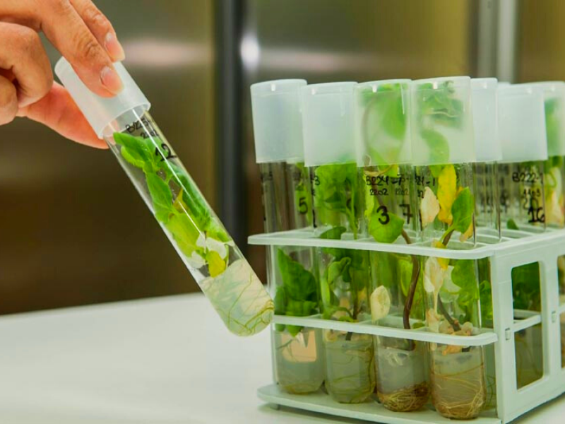Tissue Culture Benefits - Kisan of India