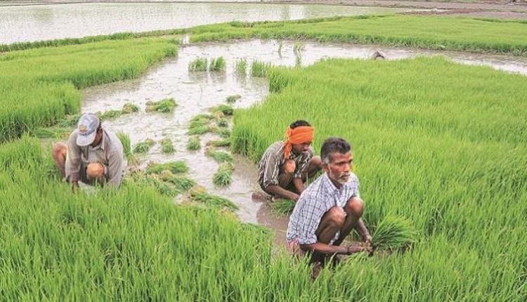 छत्तीसगढ़ में धान के बदले इनपुट सब्सिडी पाने के लिए 30 सितम्बर तक कराएँ पंजीयन