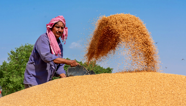 High Buying of Wheat on MSP - Kisan of India