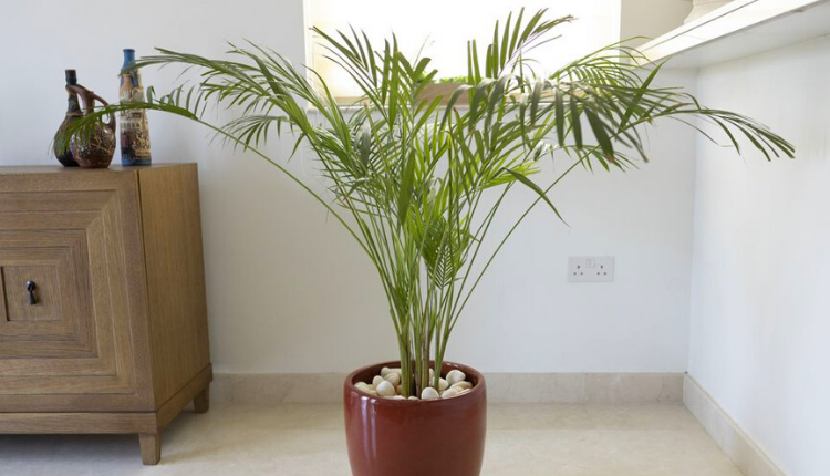 Bamboo Palm - Kisan Of India