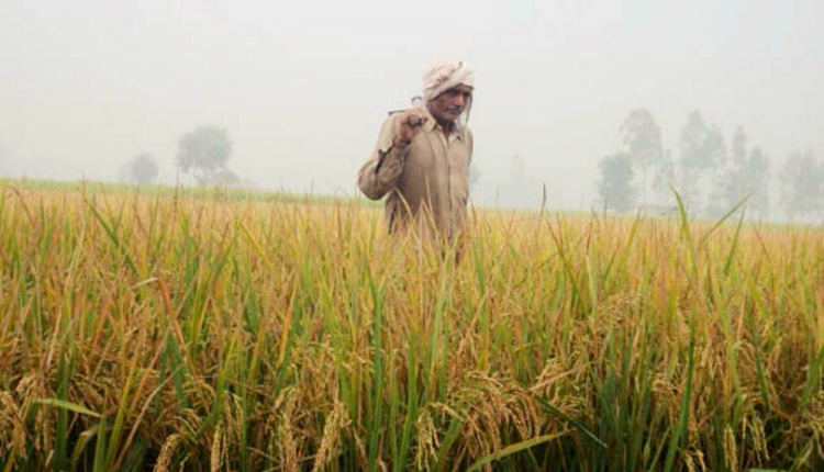 9 crops ready for insurance interest rates in Haryana - Kisan Of India