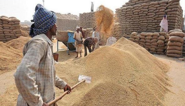 गेहूँ और धान की सरकारी खरीद - Kisan Of India