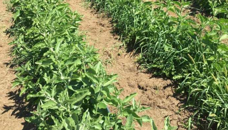 Ashwagandha Cultivation