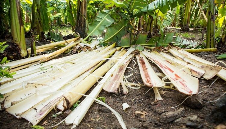 केले के कचरे banana agriculture waste