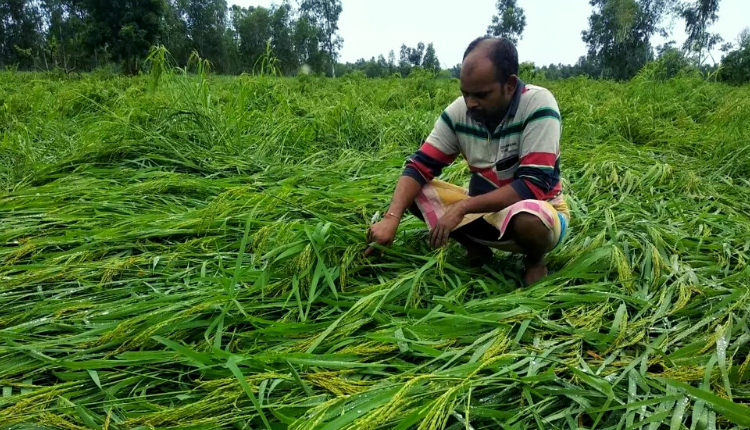 किसानों के लिए ‘तकरीबन मुफ़्त’ ही है फसल बीमा योजना - Kisan Of India
